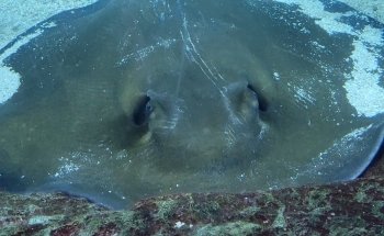 Colorado Ocean Journey