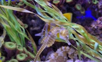 Colorado Ocean Journey