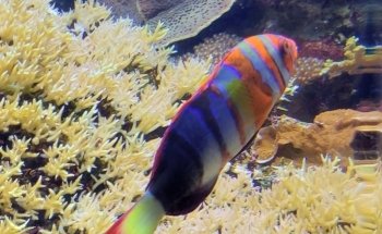 Colorado Ocean Journey