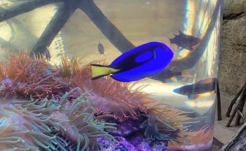 Colorado Ocean Journey