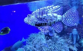 Colorado Ocean Journey