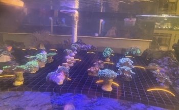 PNC Fish and More