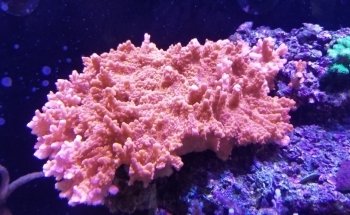 Living Art Aquatic Design, Inc.