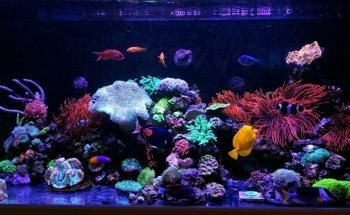 FantaSEA Aquariums | Aquarium Design, Installation, and Service