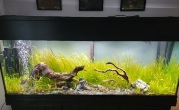 FantaSEA Aquariums | Aquarium Design, Installation, and Service