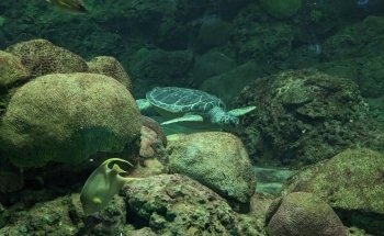 Turtle Reef