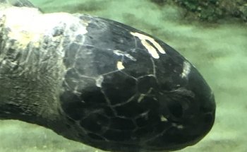Turtle Reef