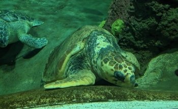 Turtle Reef
