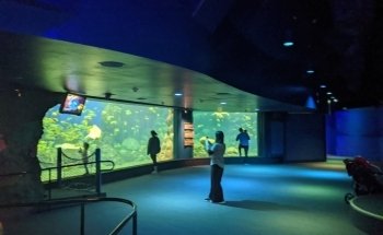 Turtle Reef
