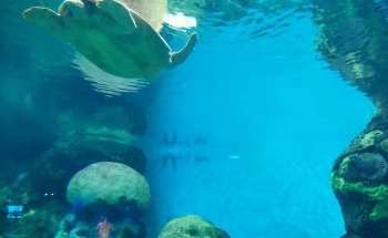 Turtle Reef