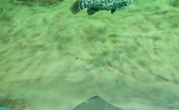 Turtle Reef