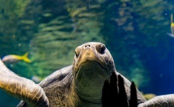 Turtle Reef