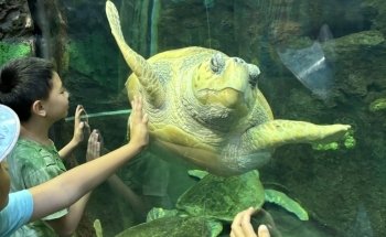 Turtle Reef