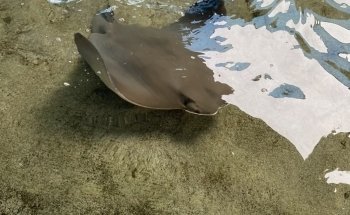 Stingray Lagoon