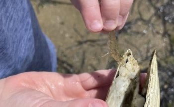 Maria Mitchell Aquarium & Sea Shop