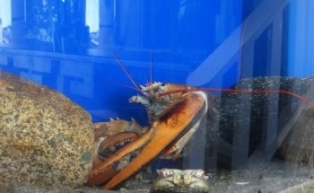 Maria Mitchell Aquarium & Sea Shop