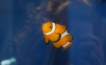 Maria Mitchell Aquarium & Sea Shop