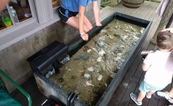 Maria Mitchell Aquarium & Sea Shop