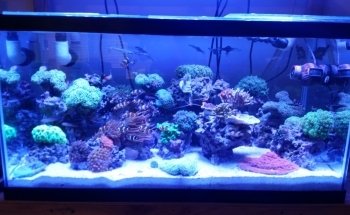 Dutch Family Reef: Aquarium Maintenance and Design (DFR Aquatics)