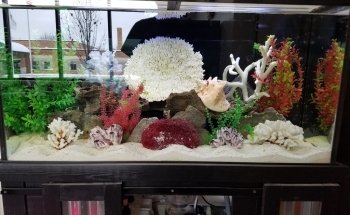 Dutch Family Reef: Aquarium Maintenance and Design (DFR Aquatics)