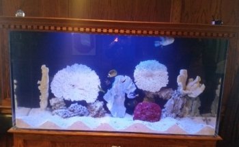 Dutch Family Reef: Aquarium Maintenance and Design (DFR Aquatics)