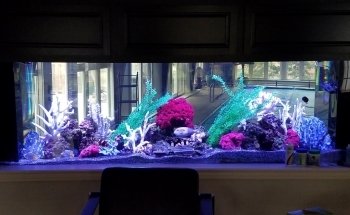Dutch Family Reef: Aquarium Maintenance and Design (DFR Aquatics)