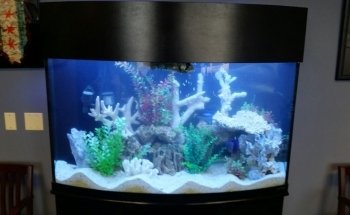 Dutch Family Reef: Aquarium Maintenance and Design (DFR Aquatics)