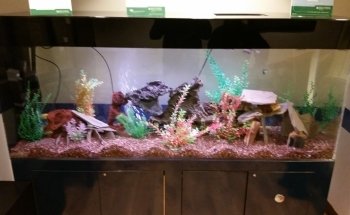 Dutch Family Reef: Aquarium Maintenance and Design (DFR Aquatics)