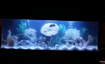 Dutch Family Reef: Aquarium Maintenance and Design (DFR Aquatics)