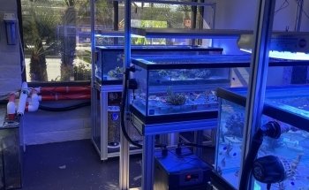 Law Office Aquariums