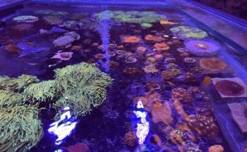 Law Office Aquariums