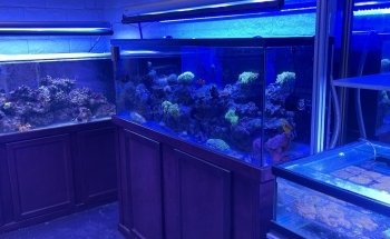 Law Office Aquariums