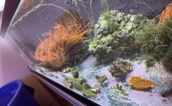 Law Office Aquariums