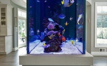 Aqua Creations I Custom Aquariums and Maintenance