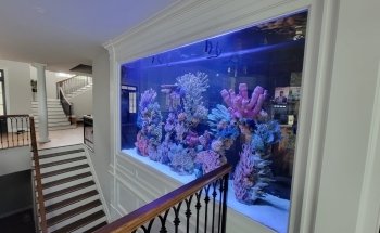 Aqua Creations I Custom Aquariums and Maintenance