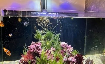 The Aquarist, LLC