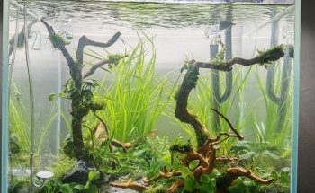 The Aquarist, LLC