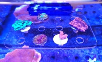Aquarium Depot