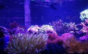 Aquarium Depot