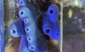 Aquarium Depot