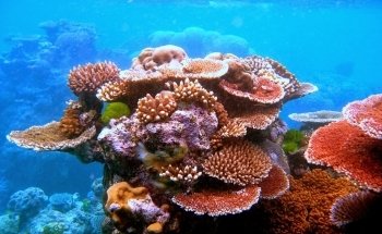 Aquarium Depot