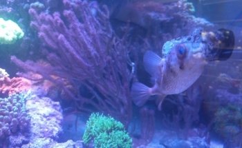 Aquarium Depot