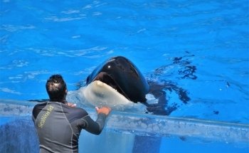 Shamu Stadium