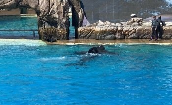 Shamu Stadium