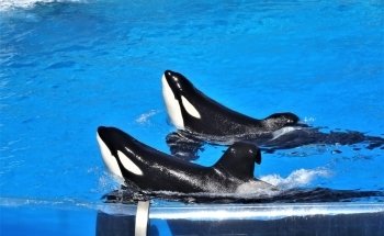 Shamu Stadium