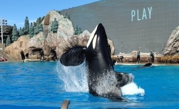 Shamu Stadium
