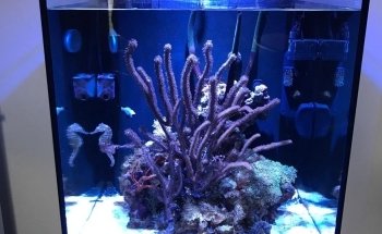 Aquarium Solutions - Maintenance & Services