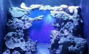 Aquarium Solutions - Maintenance & Services