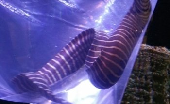 Aquarium Solutions - Maintenance & Services