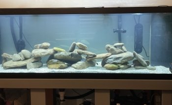 Aquarium Solutions - Maintenance & Services